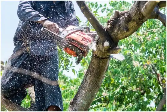 tree services Petersburg